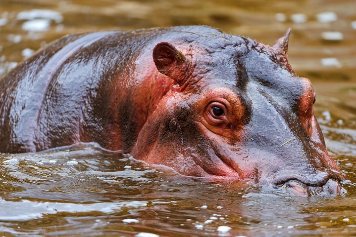 1 Night 2 Days Flying Safari in Selous Game Reserve from Zanzibar - Image 3