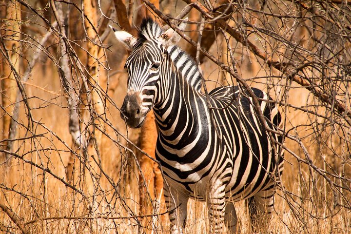 1 Night 2 Days Flying Safari in Selous Game Reserve from Zanzibar - Image 5