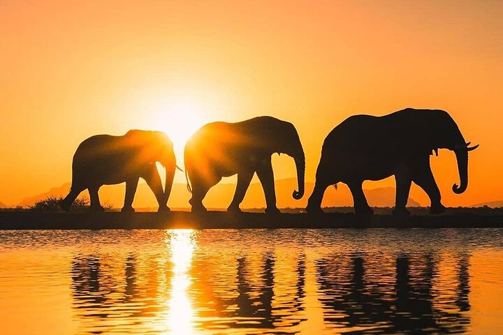 1 Night 2 Days Flying Safari in Selous Game Reserve from Zanzibar - Image 4