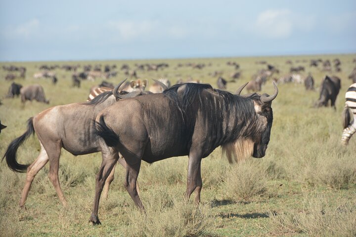 2 Days Tour From Zanzibar to Nyerere National Park (Selous GR) - Image 4