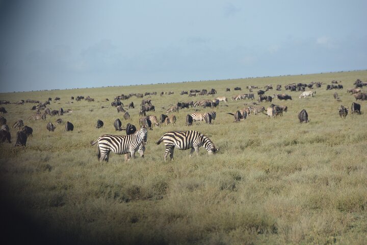 2 Days Tour From Zanzibar to Nyerere National Park (Selous GR) - Image 5