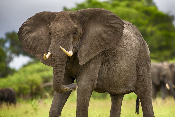 2 Days Tour From Zanzibar to Nyerere National Park (Selous GR) - Image 2