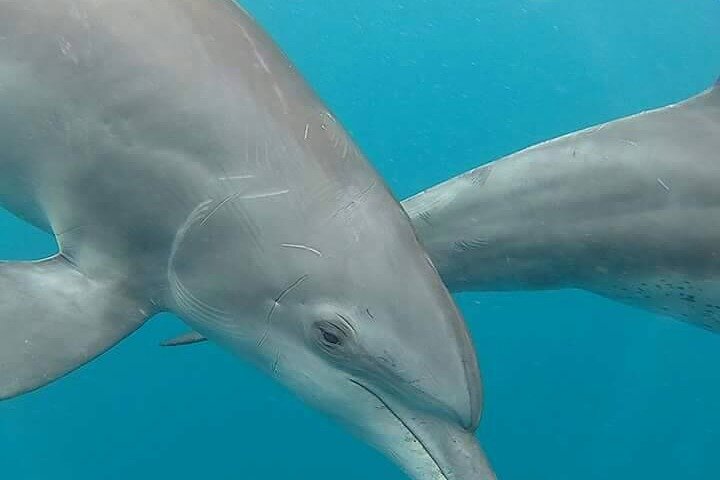 A Half Day Private Dolphins And Snorkeling Tour To Mnemba Island - Image 2