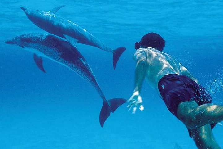 A Half Day Private Dolphins And Snorkeling Tour To Mnemba Island - Image 1