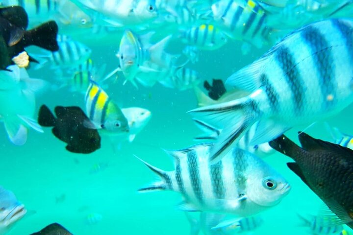 A Half Day Private Dolphins And Snorkeling Tour To Mnemba Island - Image 5