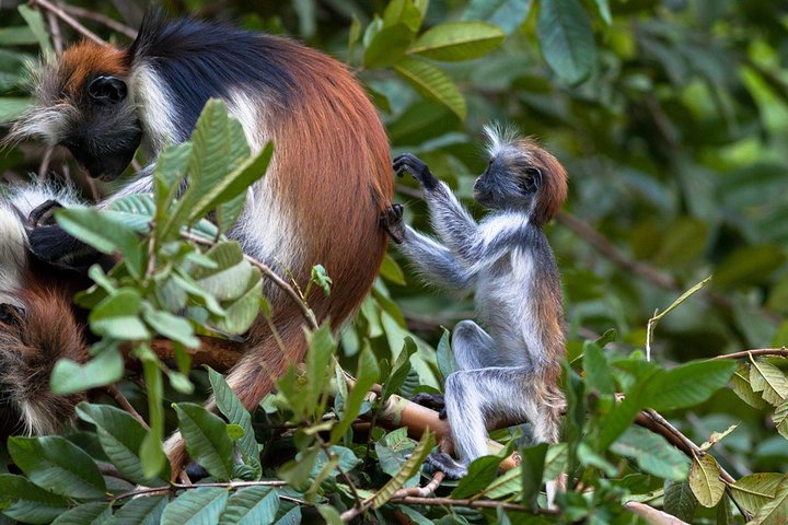 A Half Day Private Tour To Jozani Forest - Image 1