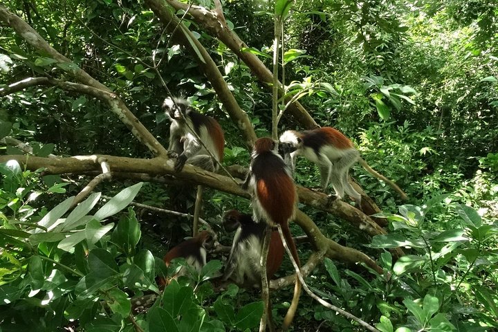 A Half Day Private Tour To Jozani Forest - Image 4