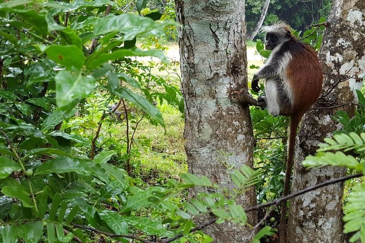 A Half Day Private Tour To Jozani Forest - Image 2