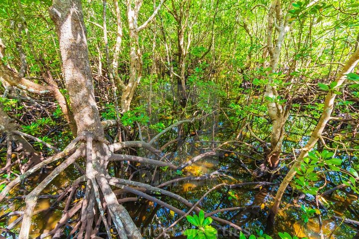 A Half Day Private Tour To Jozani Forest - Image 5