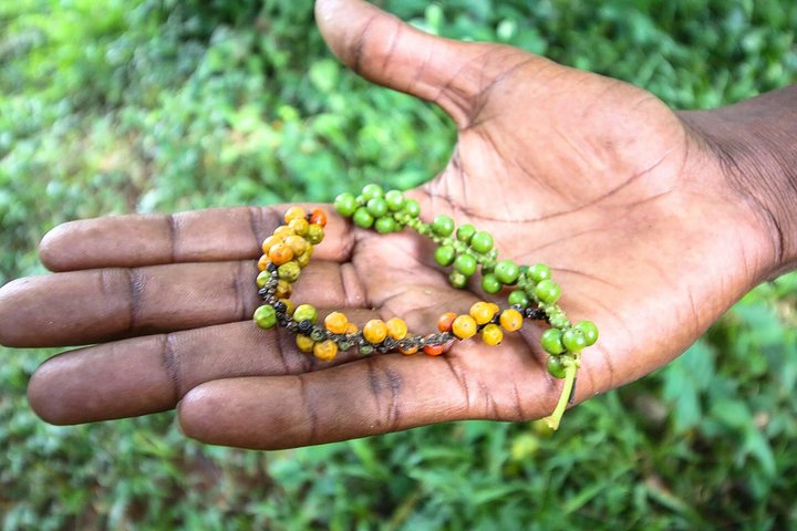 A Half Day Private Tour To Spice Farm - Image 2