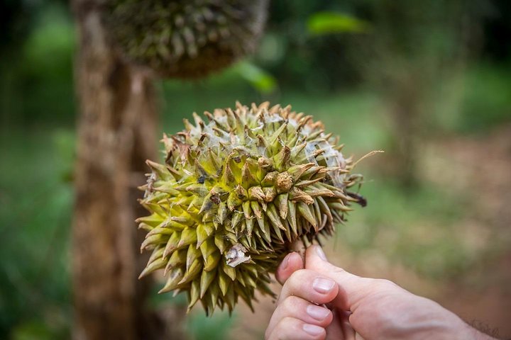 A Half Day Private Tour To Spice Farm - Image 4