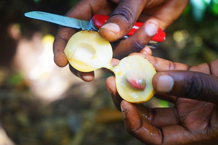 A Half Day Private Tour To Spice Farm - Image 3