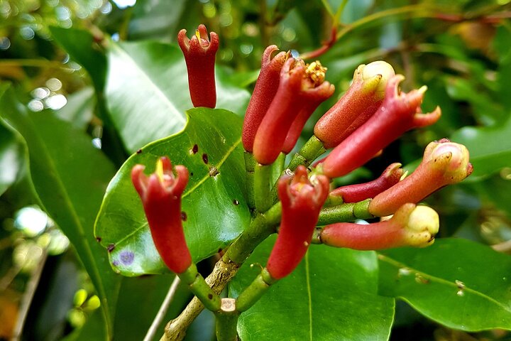 A Half Day Private Tour To Spice Farm - Image 5
