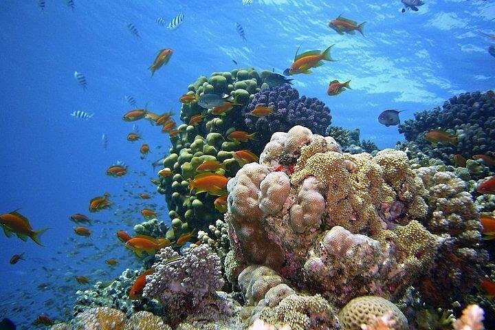 Affordable and Reliable Tours in Zanzibar Island - Image 5