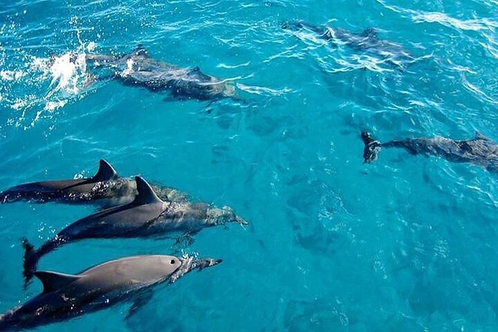Affordable and Reliable Tours in Zanzibar Island - Image 1
