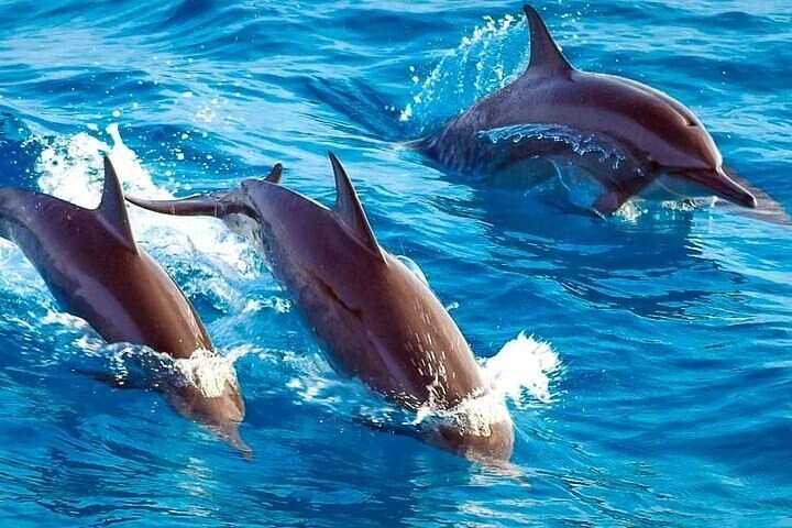 Affordable and Reliable Tours in Zanzibar Island - Image 2