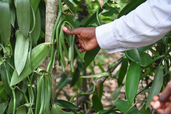 Come and taste the Zanzibar feelings - Image 4