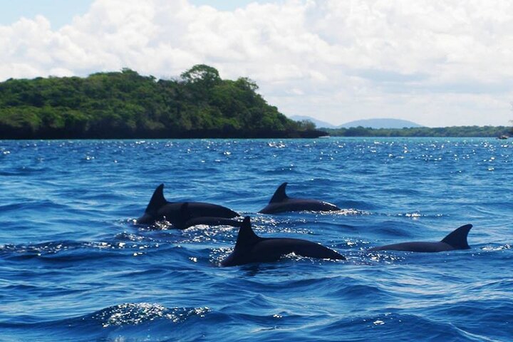 Dolphin tour, Jozani Forest, Jambiani Kuza Cave, Paje Beach &The Rock restaurent - Image 3