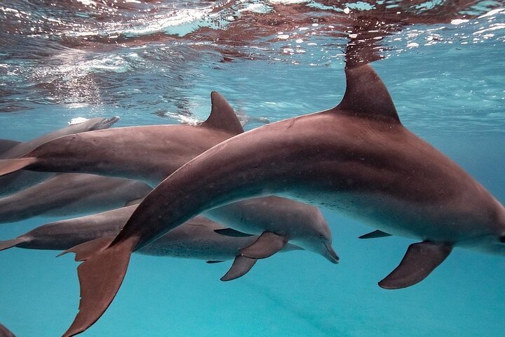 Dolphin Tour, Jozani Forest, Kuza Cave, Paje Beach,The Rock Restaurant, Kae Funk - Image 3