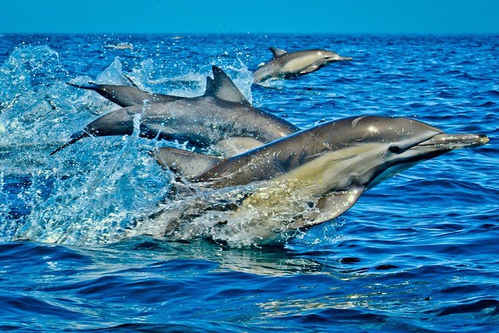 Dolphin Tour, Jozani Forest, Kuza Cave, Paje Beach,The Rock Restaurant, Kae Funk - Image 2