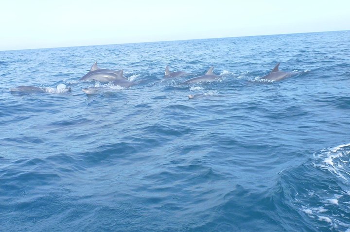 Dolphins and Jozani Forest Reserve Wildlife Tour from Zanzibar - Image 5