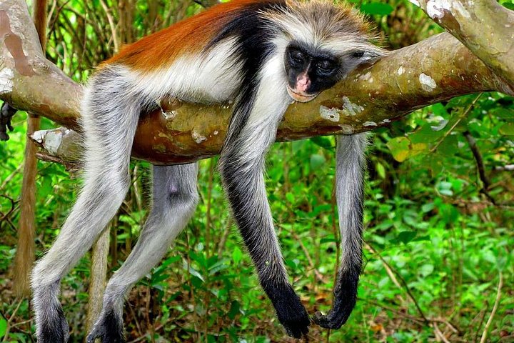 Dolphins and Jozani Forest Reserve Wildlife Tour from Zanzibar - Image 2