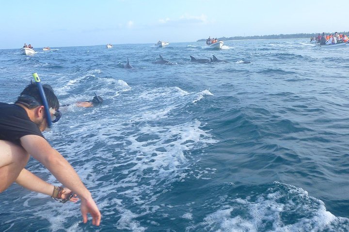Dolphins and Jozani Forest Reserve Wildlife Tour from Zanzibar - Image 1