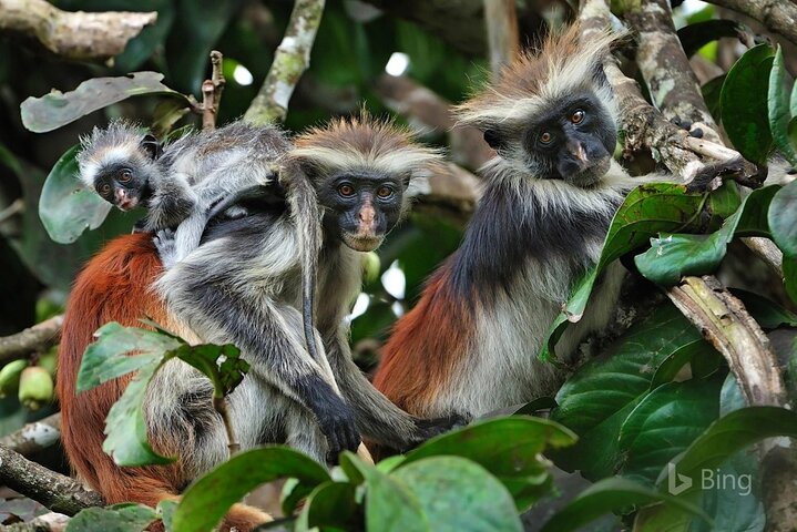 Full-Day Guided private Dolphins tour+ Monkeys + Stone town &spice Farm Zanzibar - Image 3