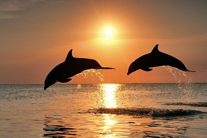 Full-Day Guided private Dolphins tour+ Monkeys + Stone town &spice Farm Zanzibar - Image 2