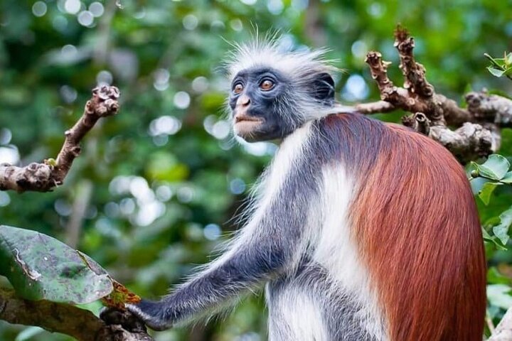 Full-Day Private Tour in Zanzibar with Jozani Forest - Image 2