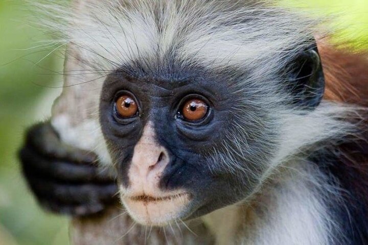 Full-Day Private Tour in Zanzibar with Jozani Forest - Image 1