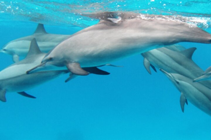 Full day Private Tour In Zanzibar With Kendwa Beach - Image 4