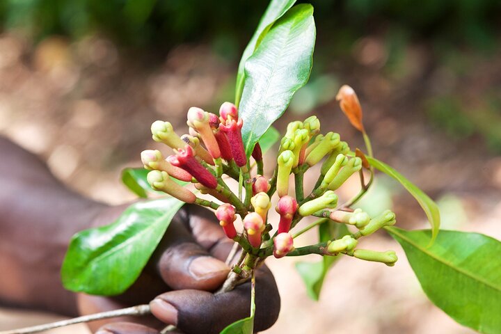 Full Day Trip to Stone Town, Spice Farms and Prison Island - Image 4