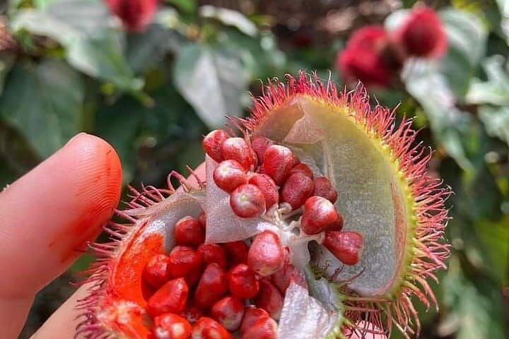 Half-Day Private Spice Tour in Kizimbani Farms, Zanzibar - Image 2