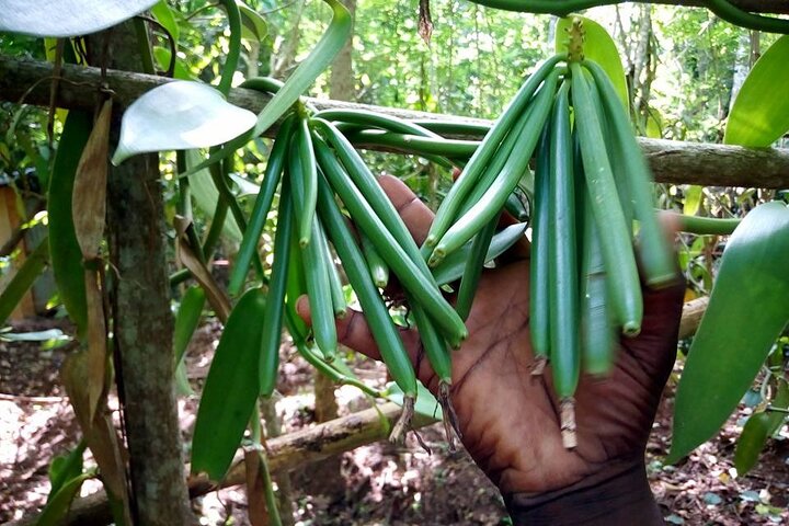Half-Day Private Spice Tour in Kizimbani Farms, Zanzibar - Image 4