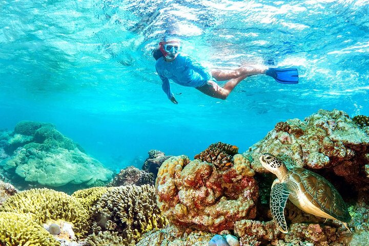 Half-day Snorkeling at Mnemba Coral Gardens - Image 1
