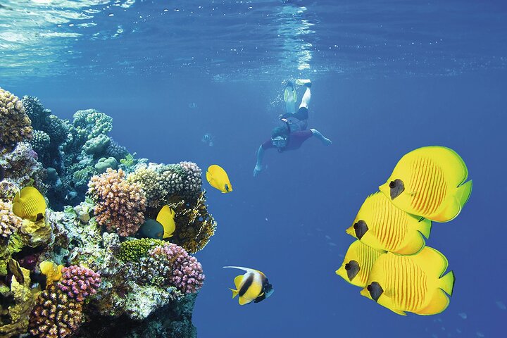 Half-day Snorkeling at Mnemba Coral Gardens - Image 5