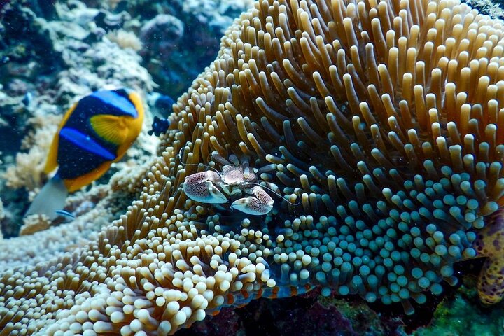 Half-day Snorkeling at Mnemba Coral Gardens - Image 4