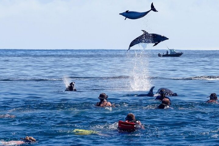 Half-Day Zanzibar Mnemba Snorkling Atoll - Image 5