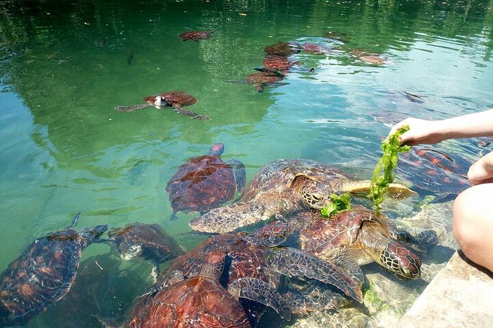 Horse Ride And Swimming With Turtles In Aquarium - Image 5