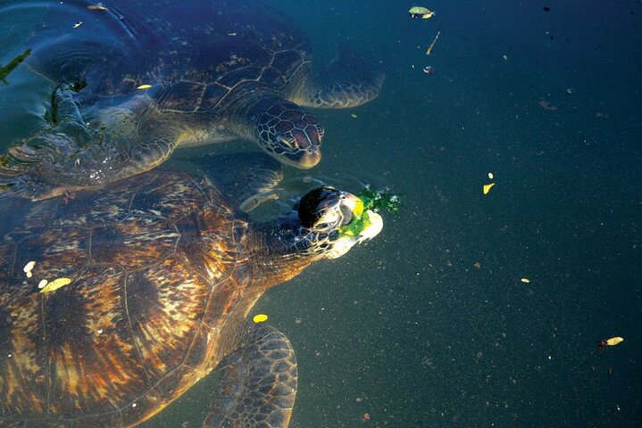 Horse Ride And Swimming With Turtles In Aquarium - Image 4