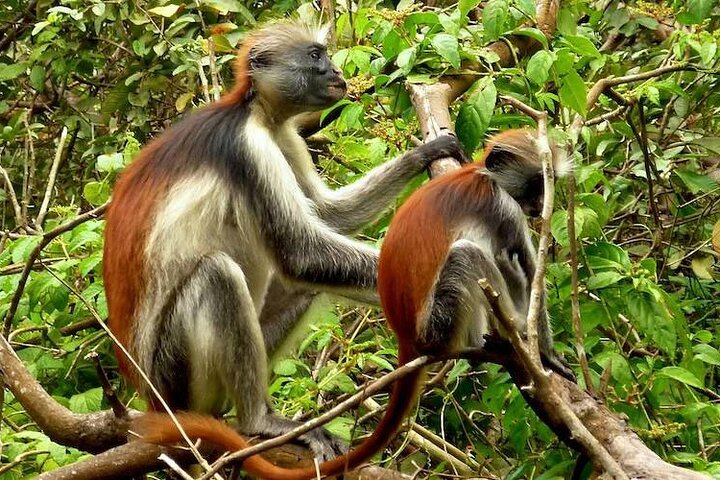Jozan Forest and Stone town Tour - Image 1