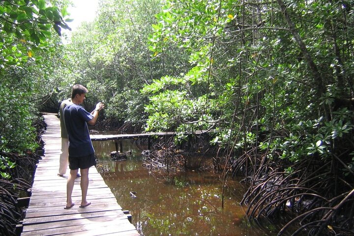 Jozan Forest and Stone town Tour - Image 3