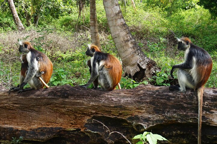 Jozan Forest and Stone town Tour - Image 4