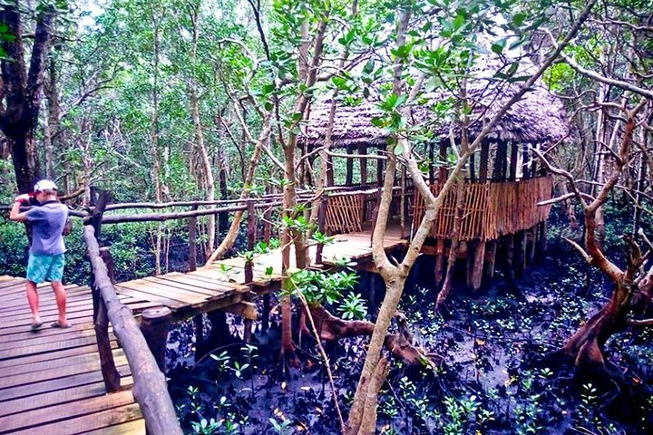 Jozani Forest - Image 3