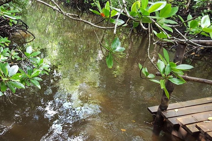 Jozani Forest - Image 2