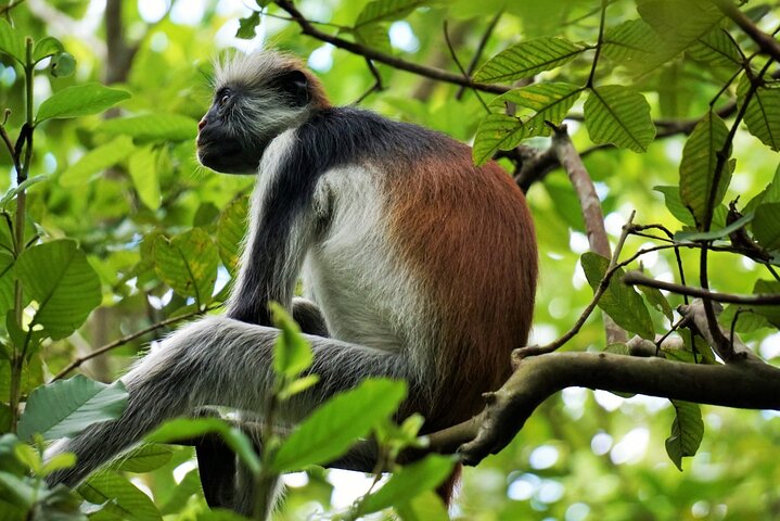 Jozani Forest Tour - Image 3