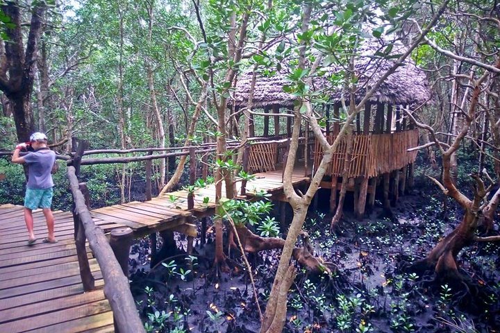 Jozani Forest Tour - Image 1