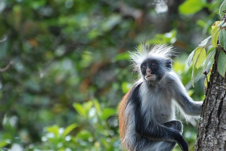 Jozani Forest Tour - Image 2