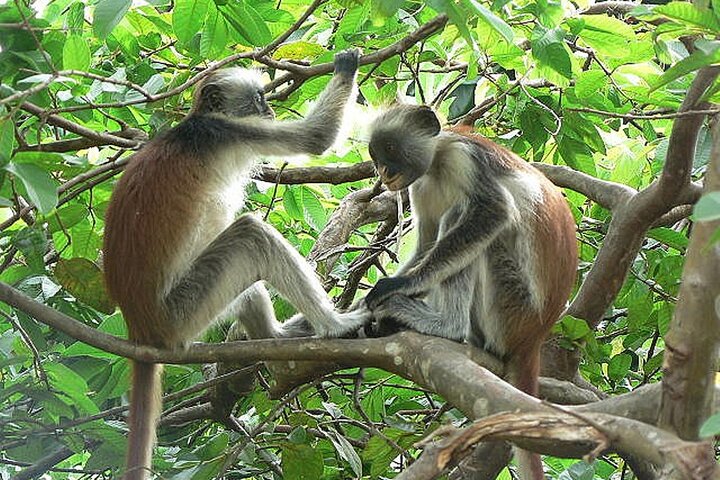 Jozani Forest Tour - Image 5